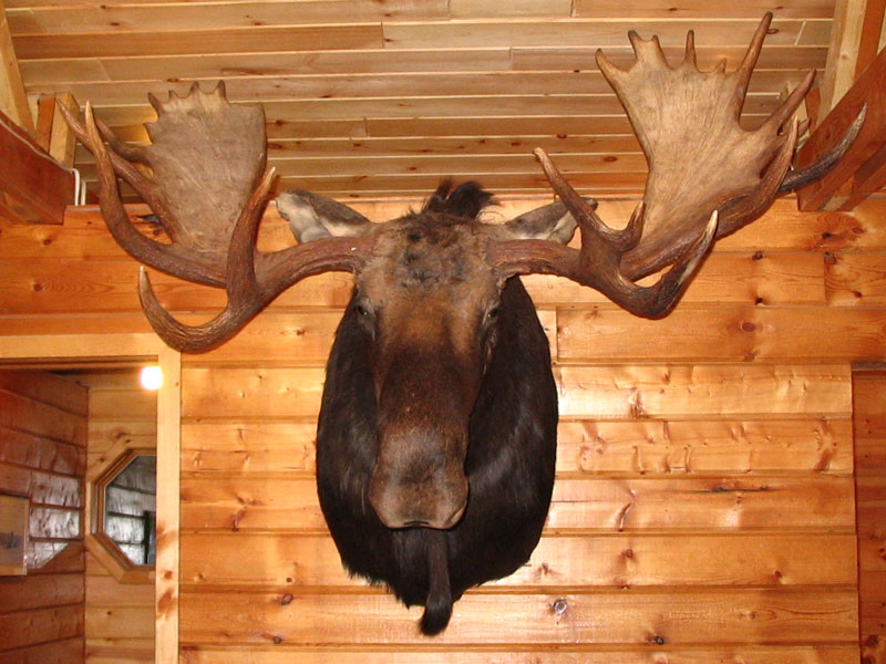 Moose