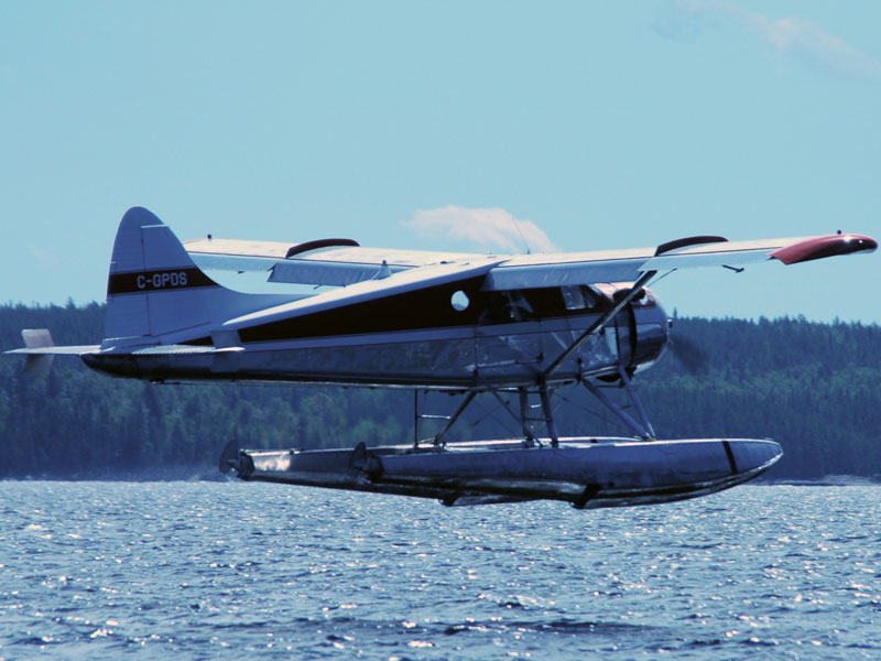 Beaver Flying