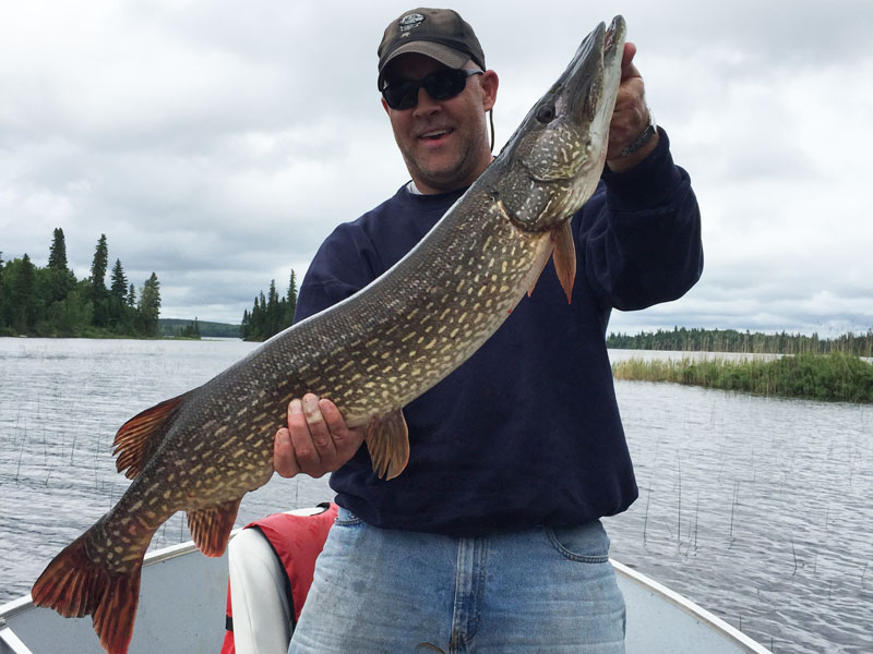 Canada Northern Pike