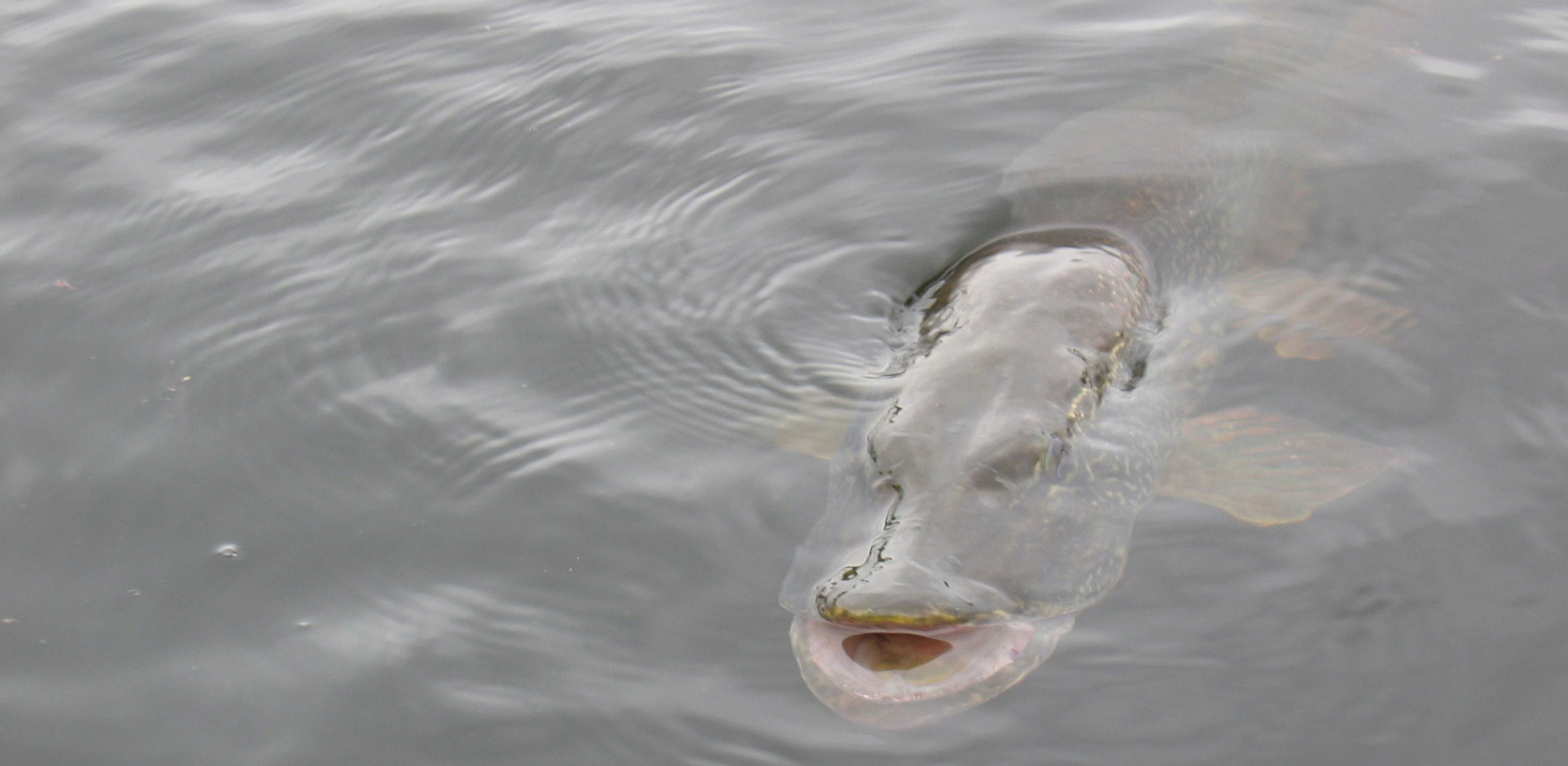 Northern Pike