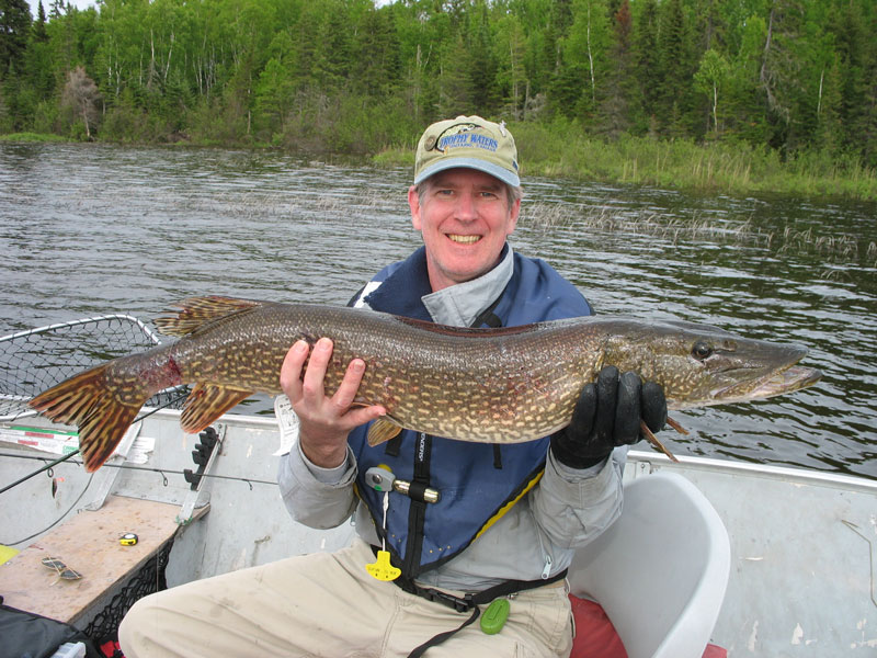 catching walleye