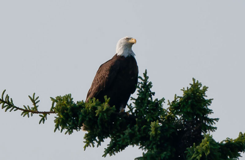 Bald Eagle