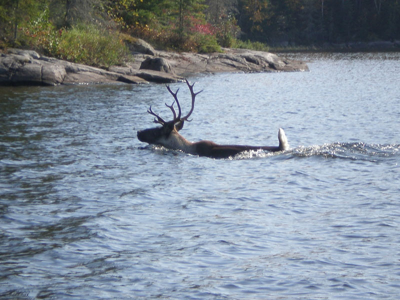 Caribou Swimming