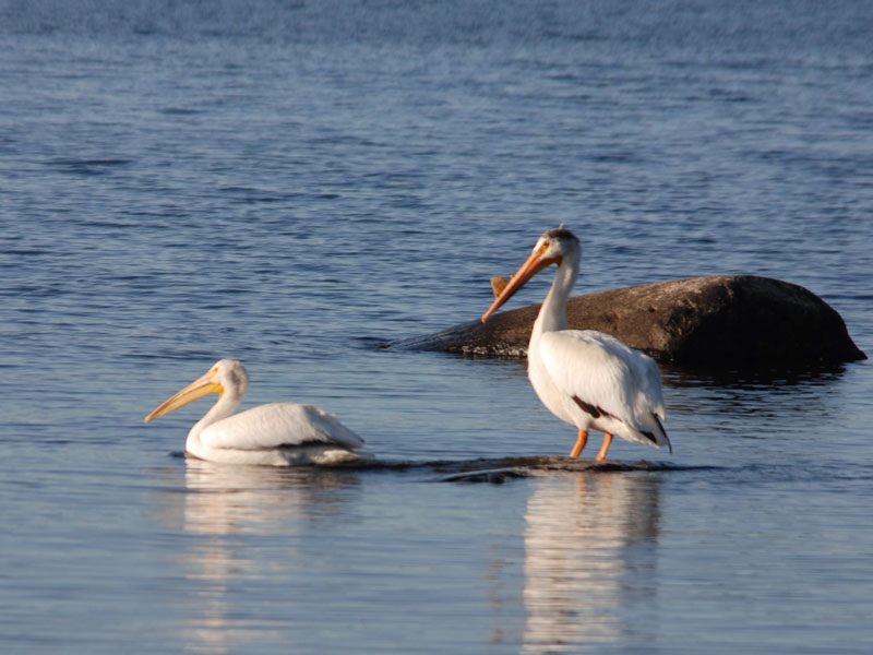 Pelicans Fishing